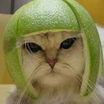 lime cat